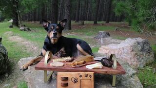 kelpie sitting with dog treats